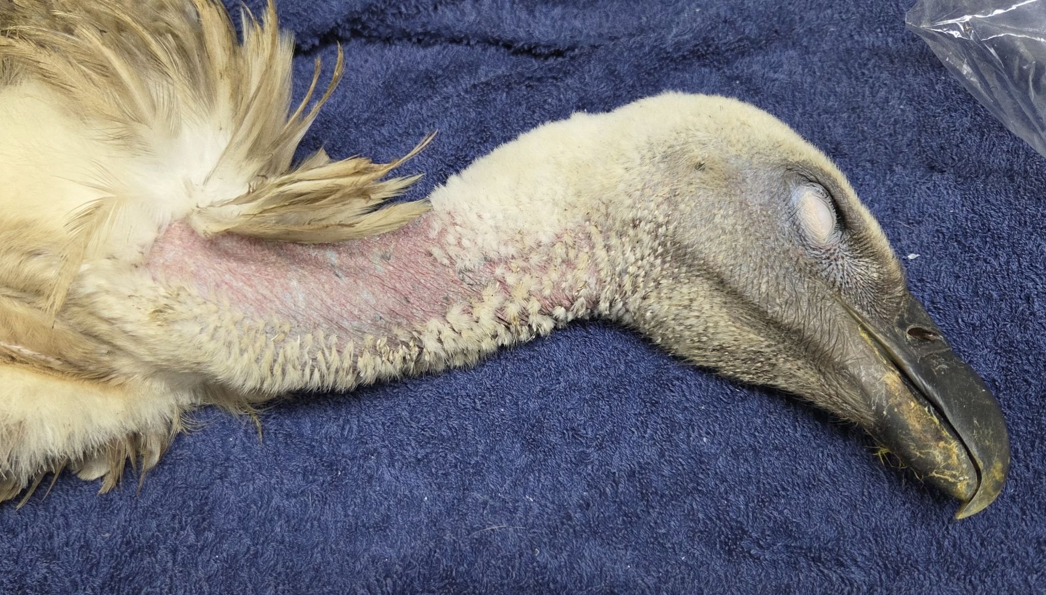Raptor Rescue... - Raptor Rescue Rehabilitation Centre