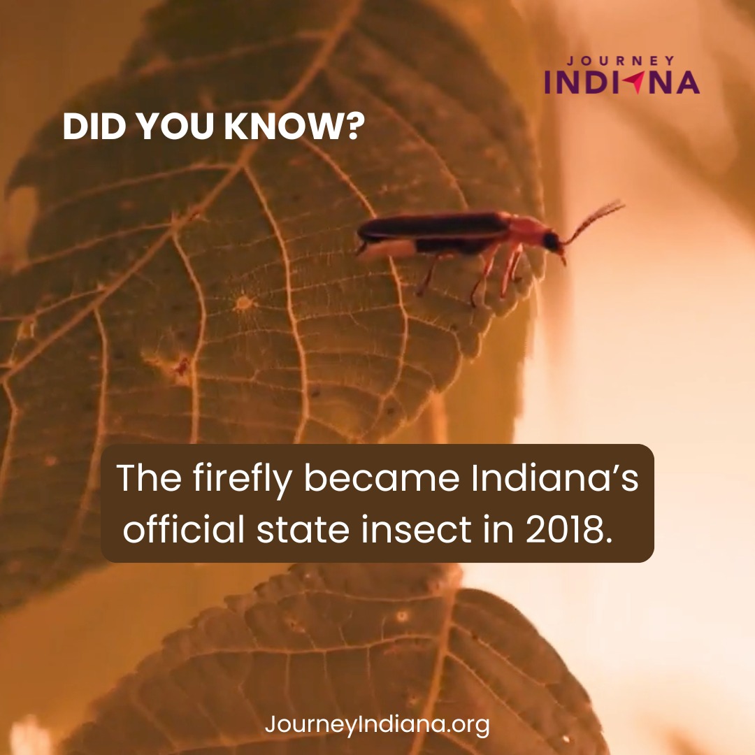 Journey - 💡 Did you know Indiana's most common firefly is called the ...