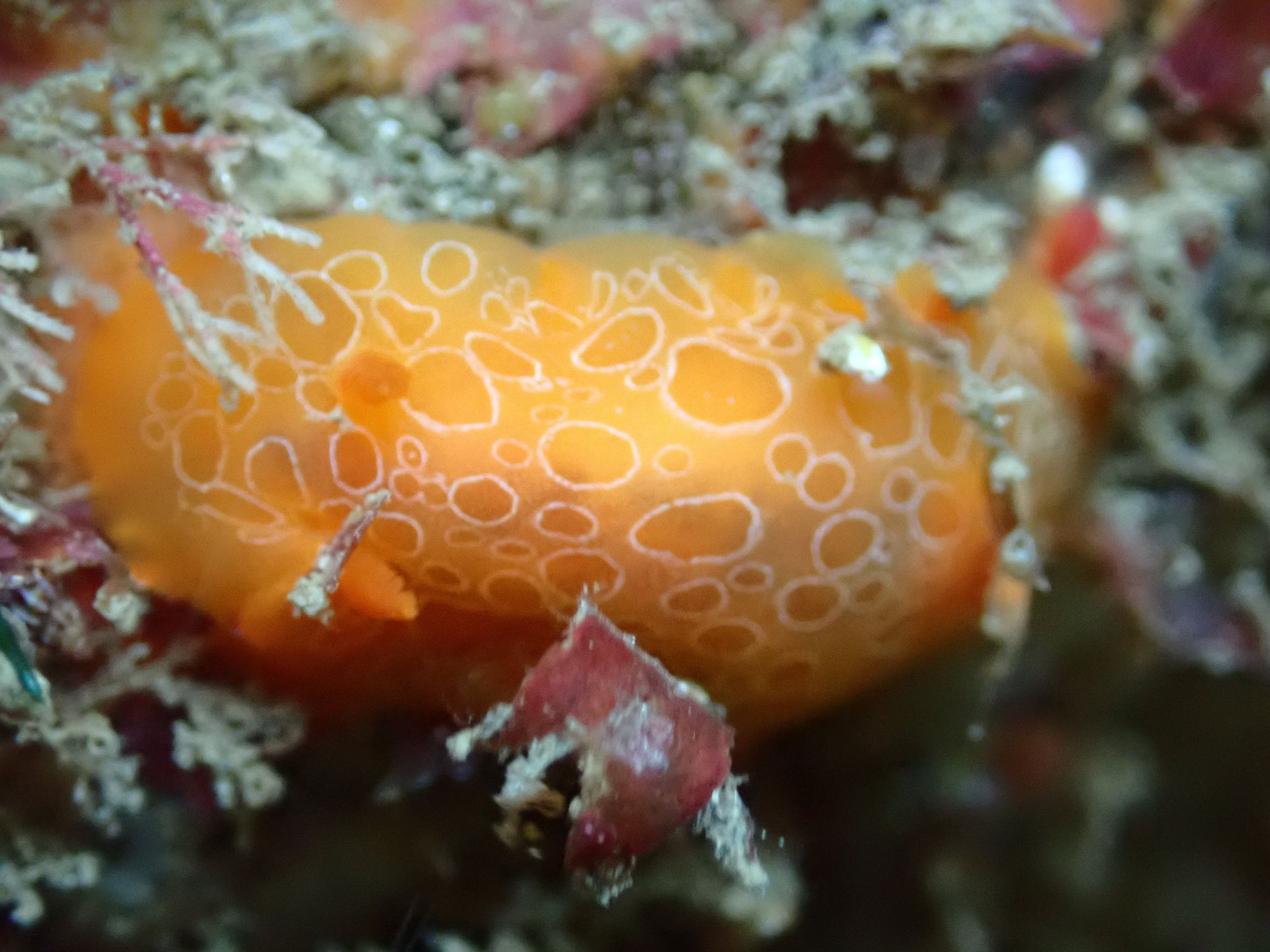 Devon - What's been discovered beneath the waves in 2025? Here are some ...