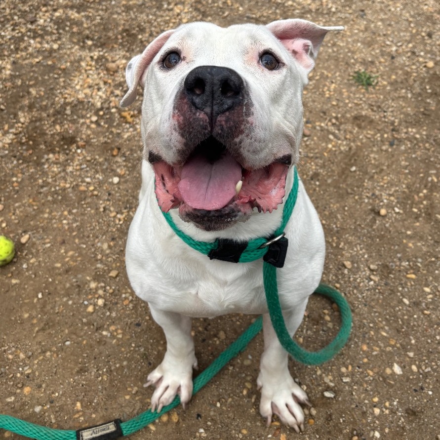 We currently have 8 urgent dogs with different temperaments and