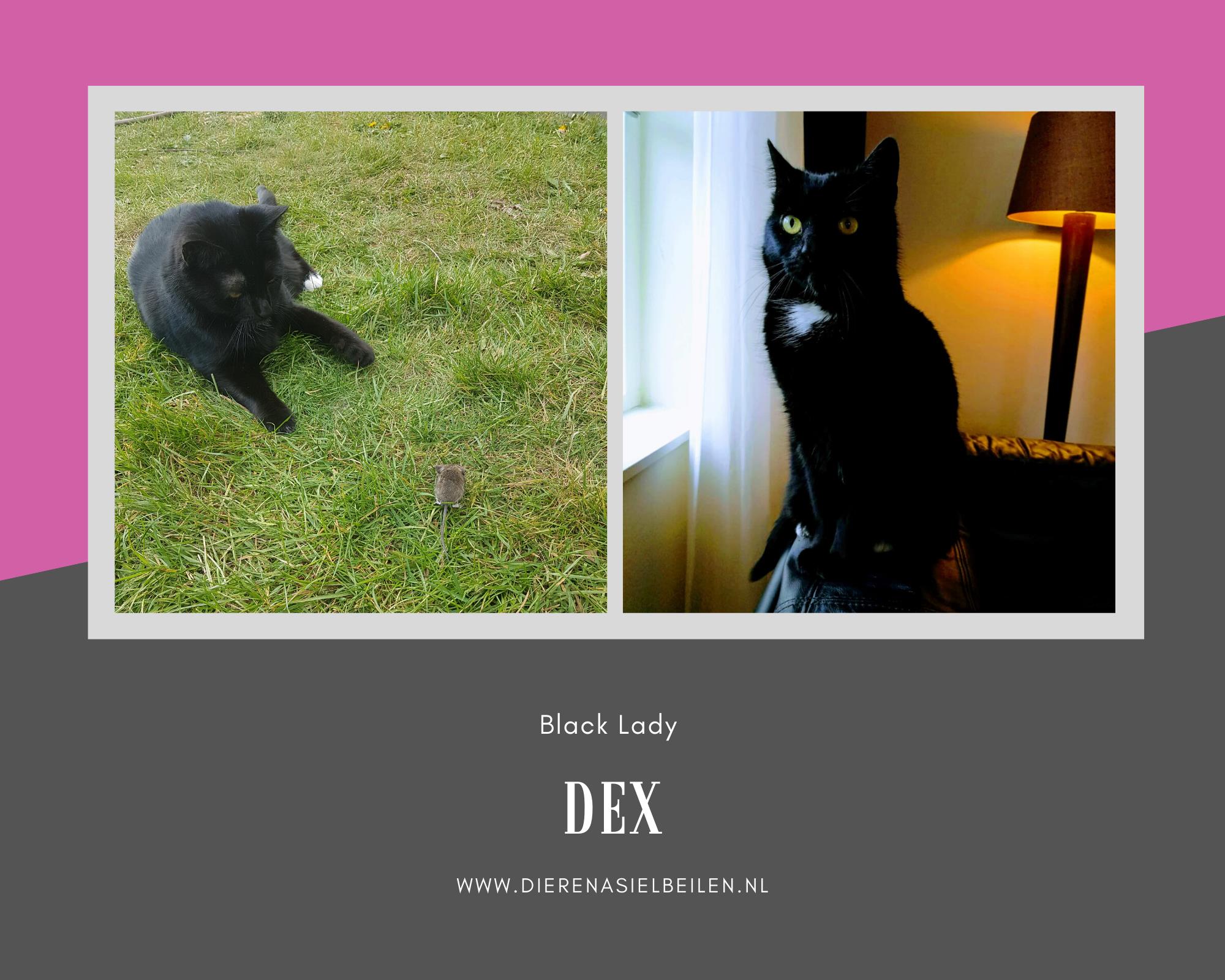 Dierentehuis Beilen - HOE GAAT HET NU MET… DEX Dex is een prachtige ...