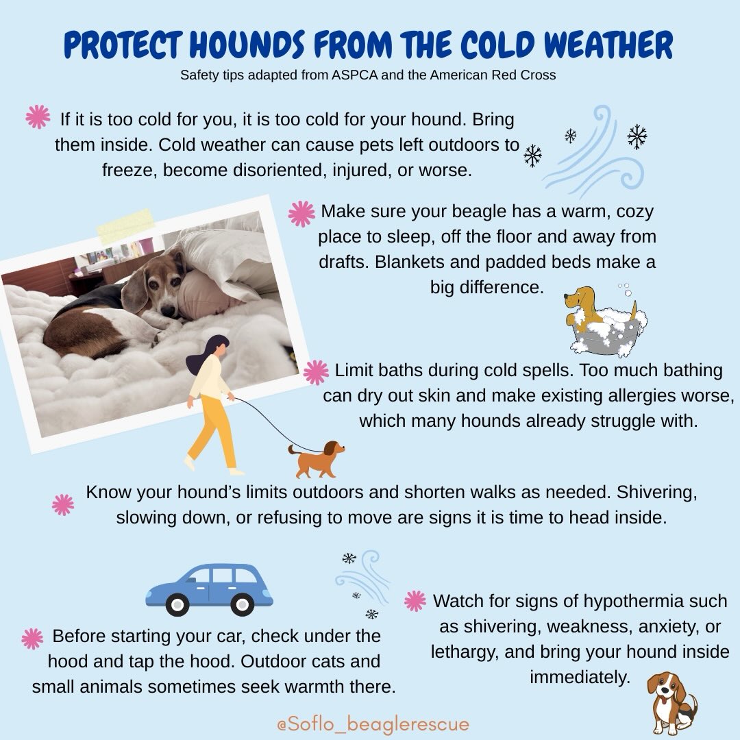 Visual Reference: South Florida Beagle Rescue