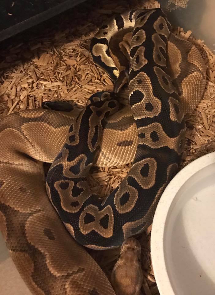 Mammoth Ball Pythons | Jacksonville FL
