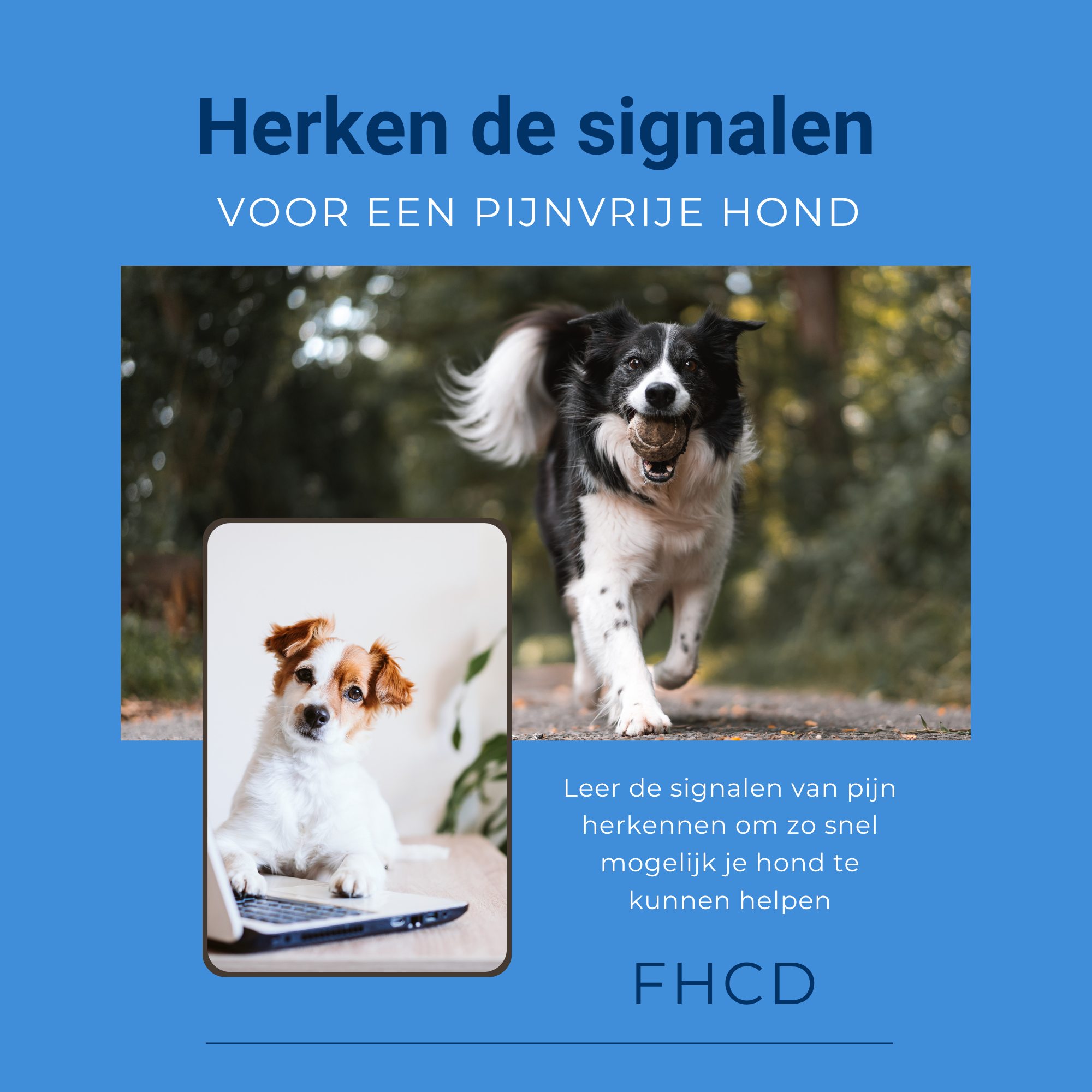 FHCD - **🐶 Nieuw: Alles over pijn herkennen bij je hond** 🇳🇱 Merk jij ...