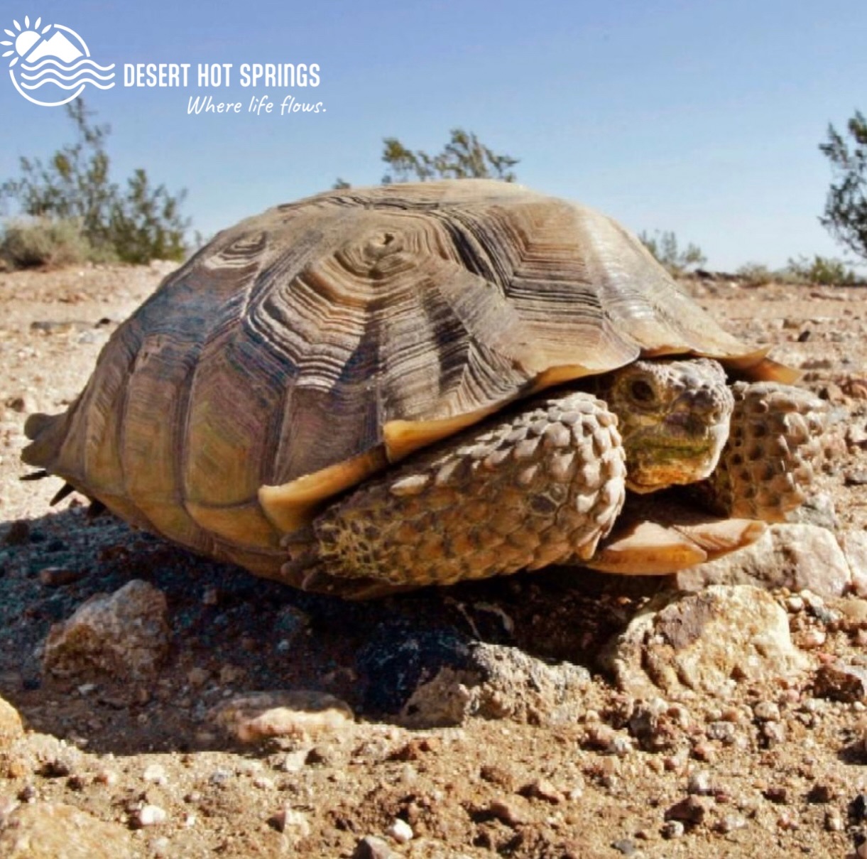 The City - Saving the Mojave Desert Tortoise 🐢 Join the City of Desert ...