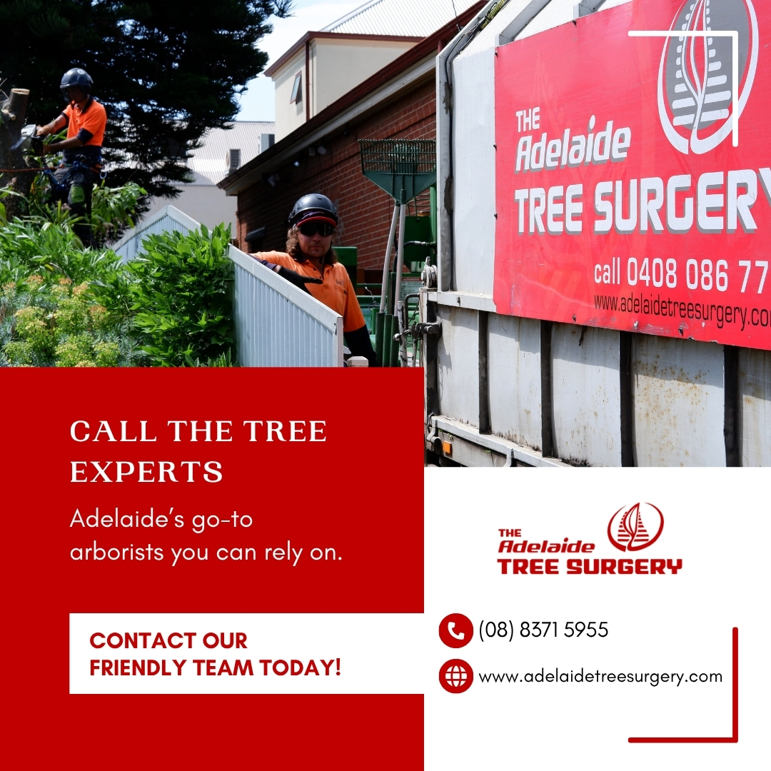Adelaide Tree Surgery | Black Forest SA