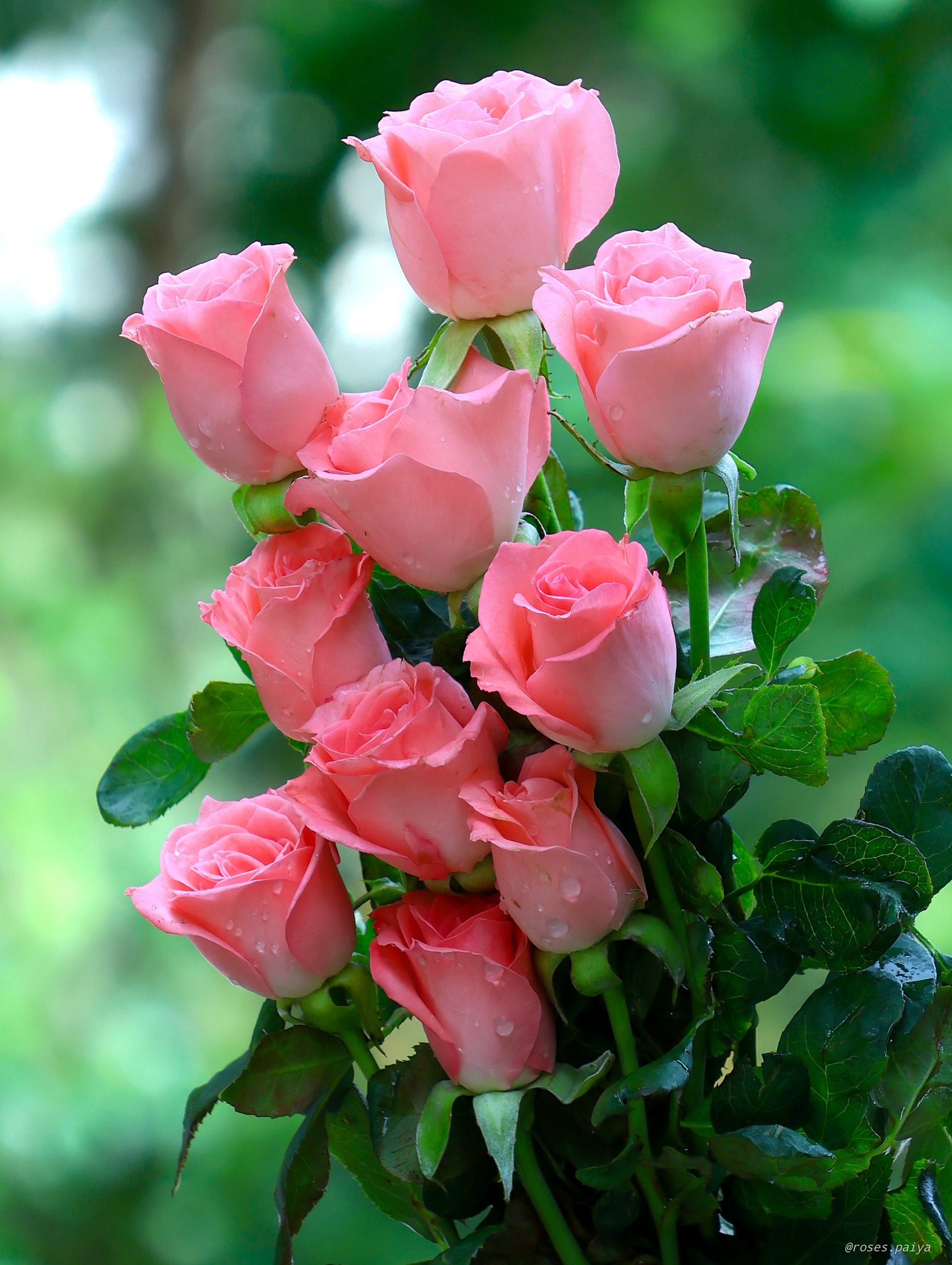 Roses - 💓 | Facebook