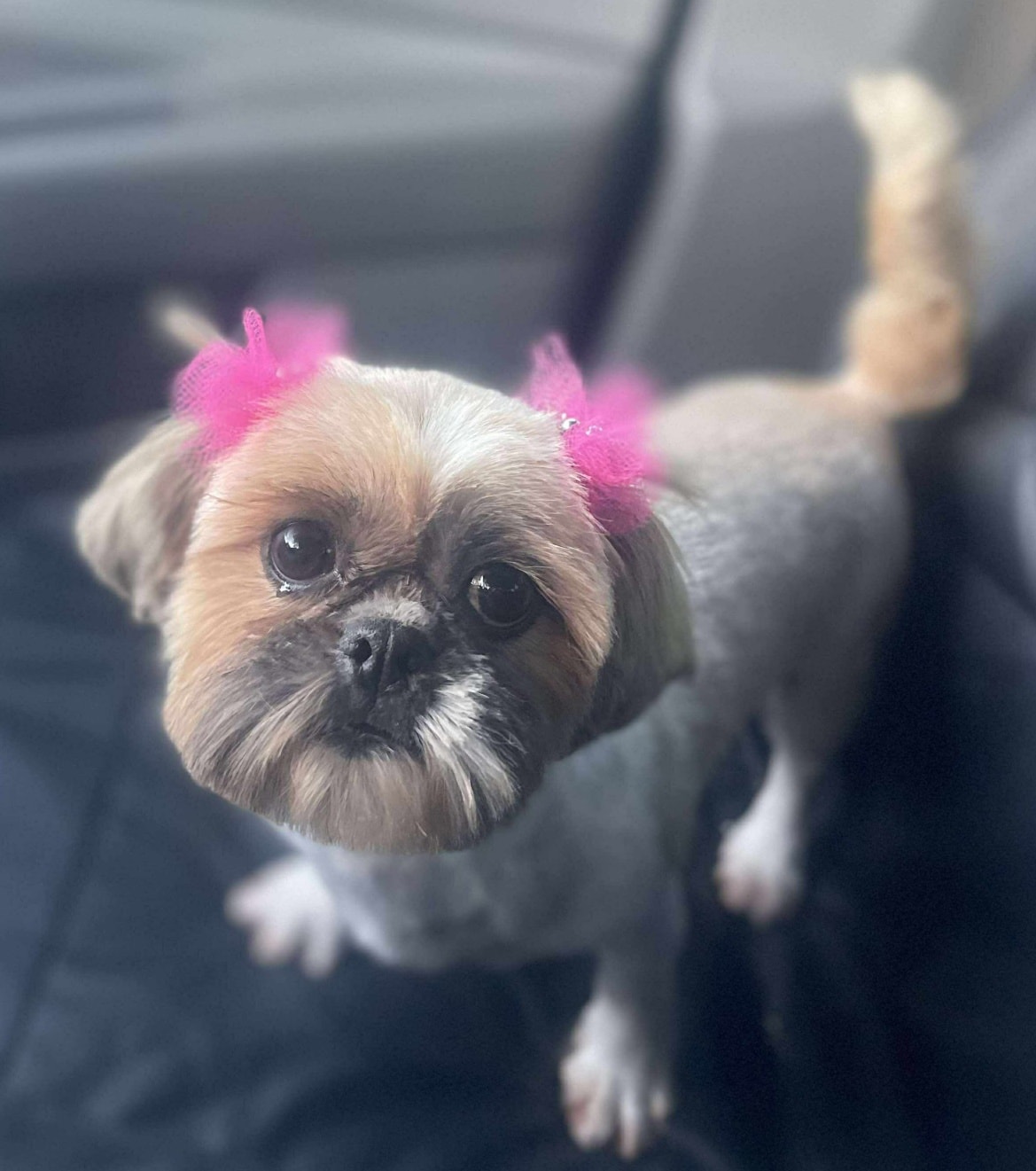 Crumble's name is sweet — but her past is heartbreaking. 💔 This