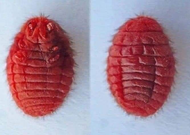 Sentient - Meet the insect, isopod you probably didn’t know you’re ...