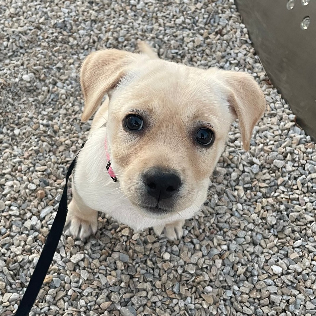 Wondering if dogs like Punkin... - Sandy Paws Rescue Inc. | Facebook