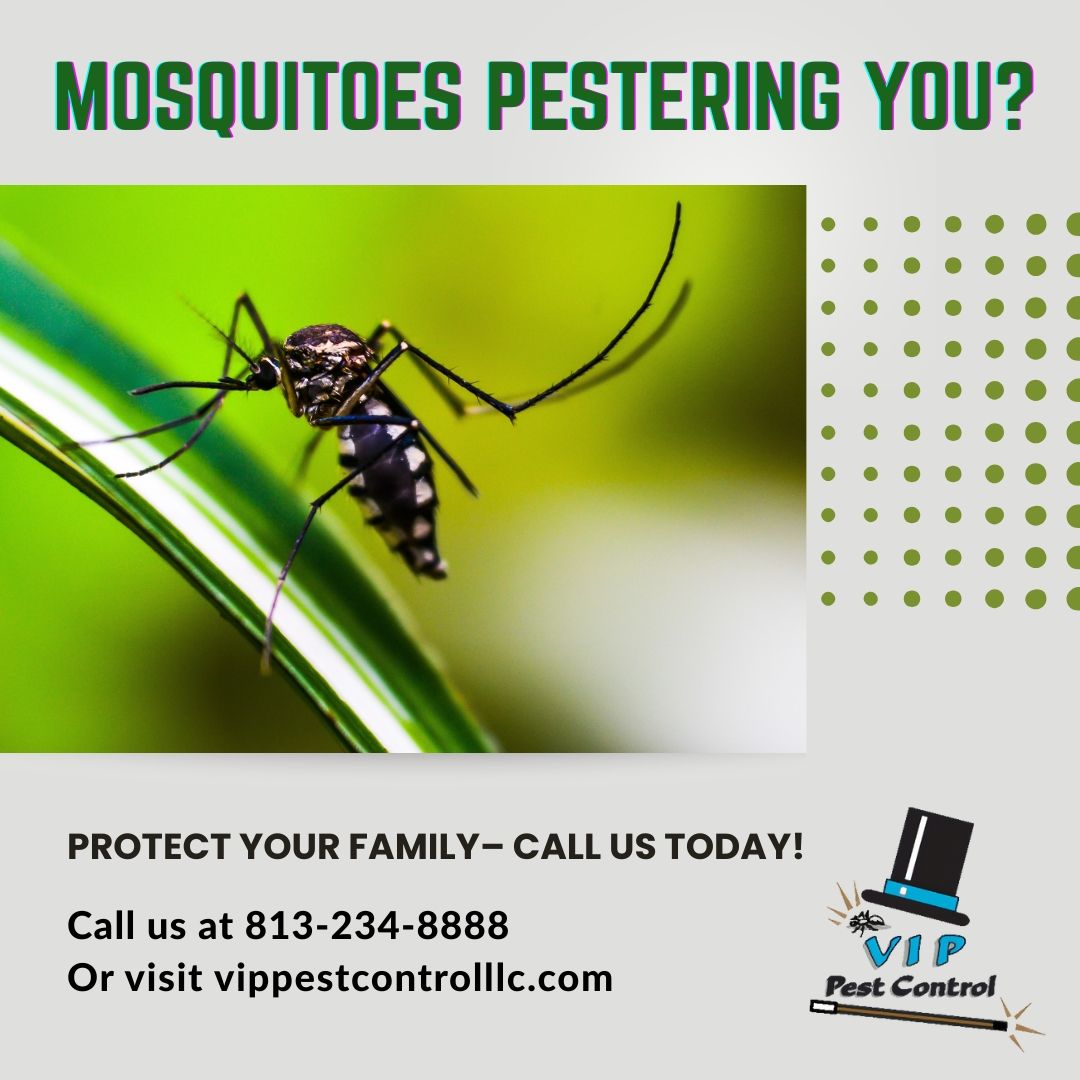 VIP Pest Control | Lutz FL