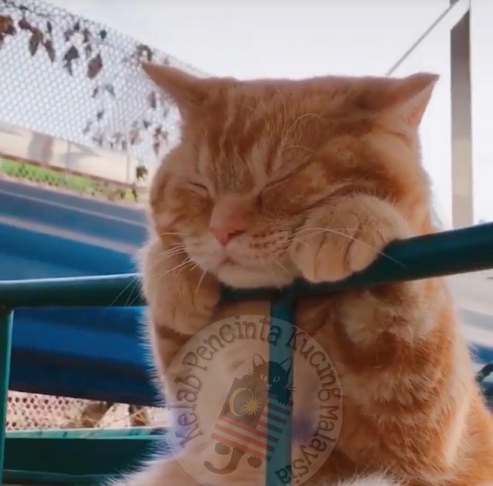 Bila Cinta Di Dusta Hati Mula Gelisah Kelab Pencinta Kucing Malaysia Facebook facebook