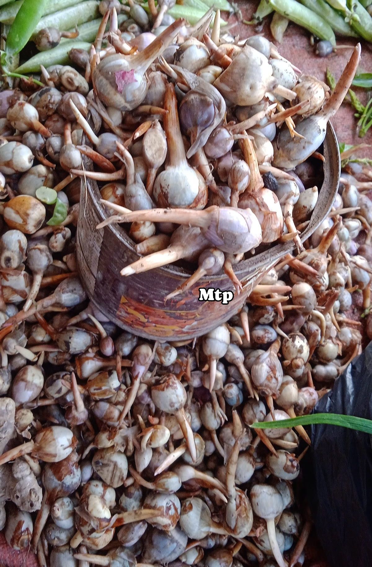 Common Name English :Arrow-head Hindi : Manipuri :Kou-kha *Group