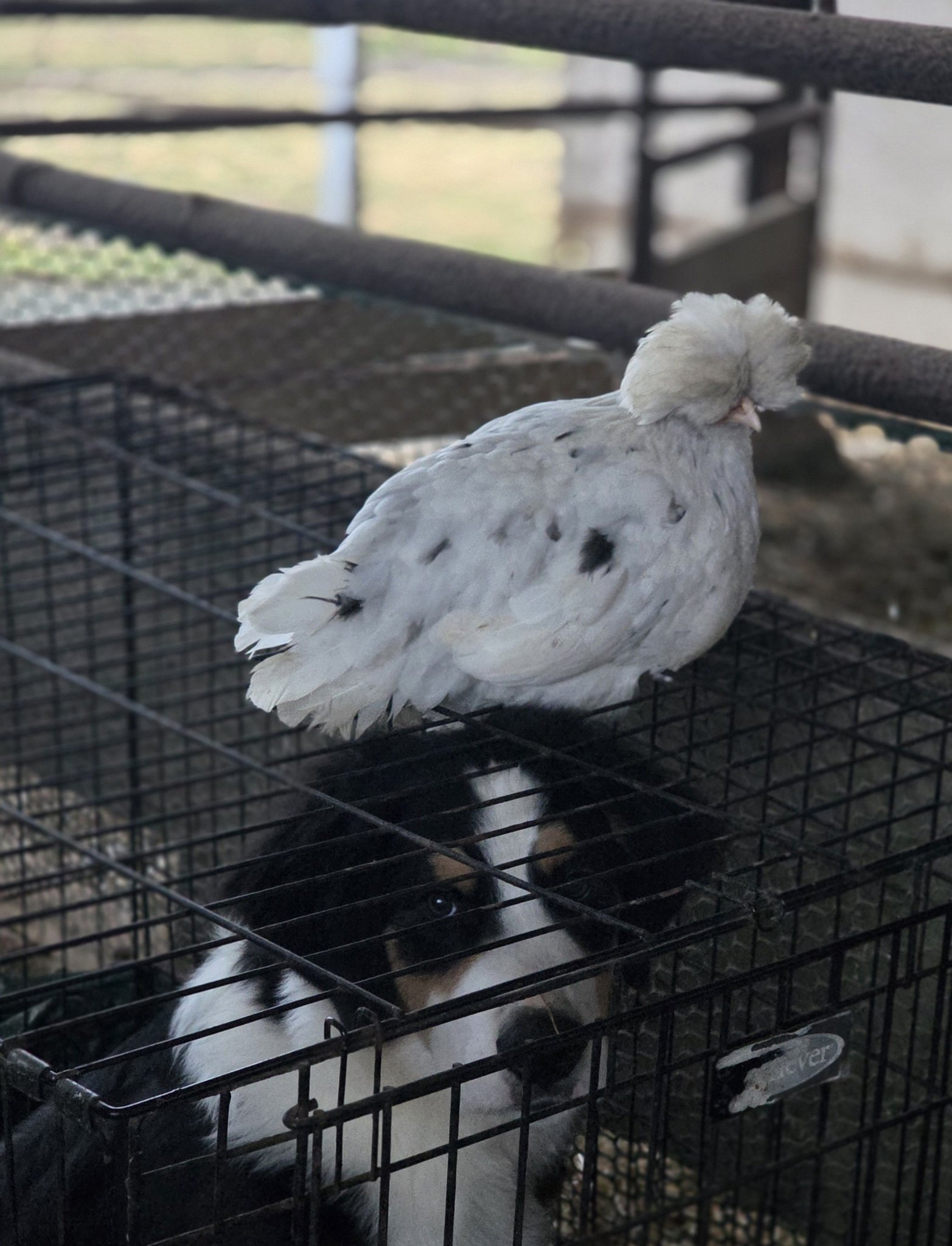 Native Rose Farm | Broaddus TX