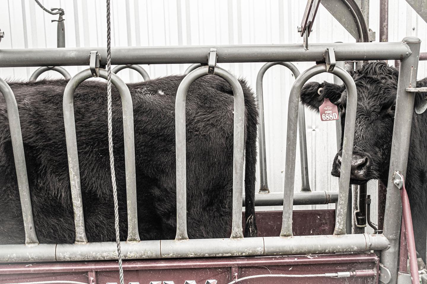 Sanders & Sons Livestock | Huntington TX