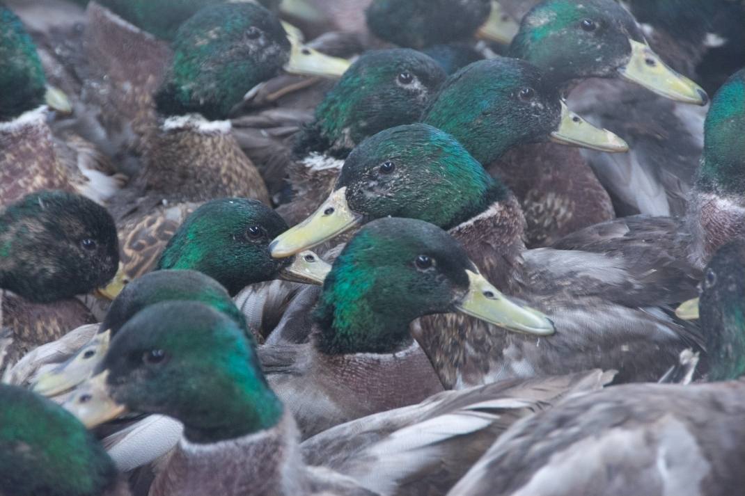 QUACK OFF | Avoca NE