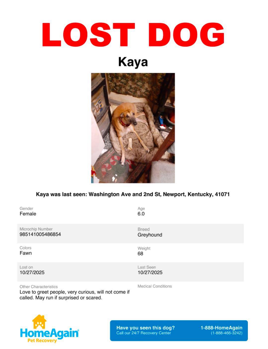 UPDATE: Kaya has... - Race Place Retire Greyhound Adoption | Facebook