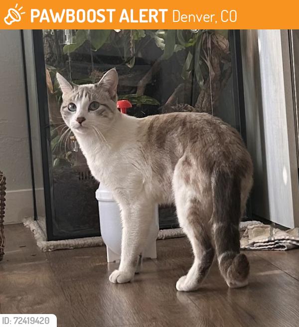 Grey Sphynx Cat Found in Denver, CO 80210 Near S University & E
