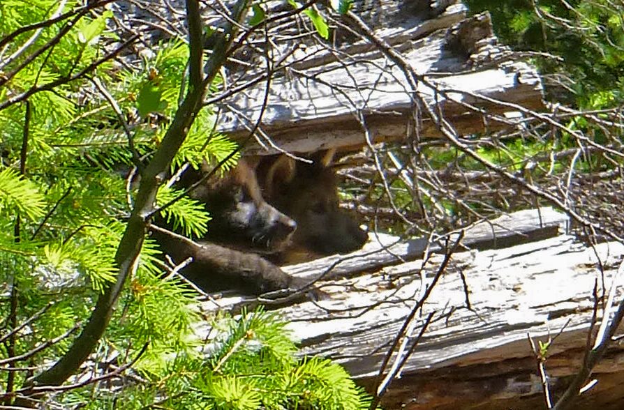 The 06 - In the fall of 2011, a radio-collared Oregon Wolf with the ...