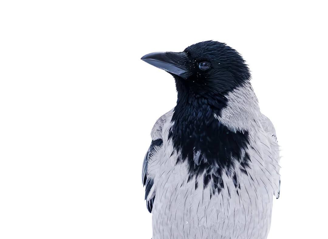 RSPB Scotland - Our #PhotoOfTheWeek is this Hooded Crow... | Facebook