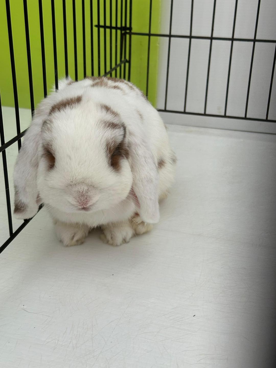 House - 🚨 HRSS NEW RESCUE : Meet Nova! 🏡 🐇 Nova was trapped in a tiny ...