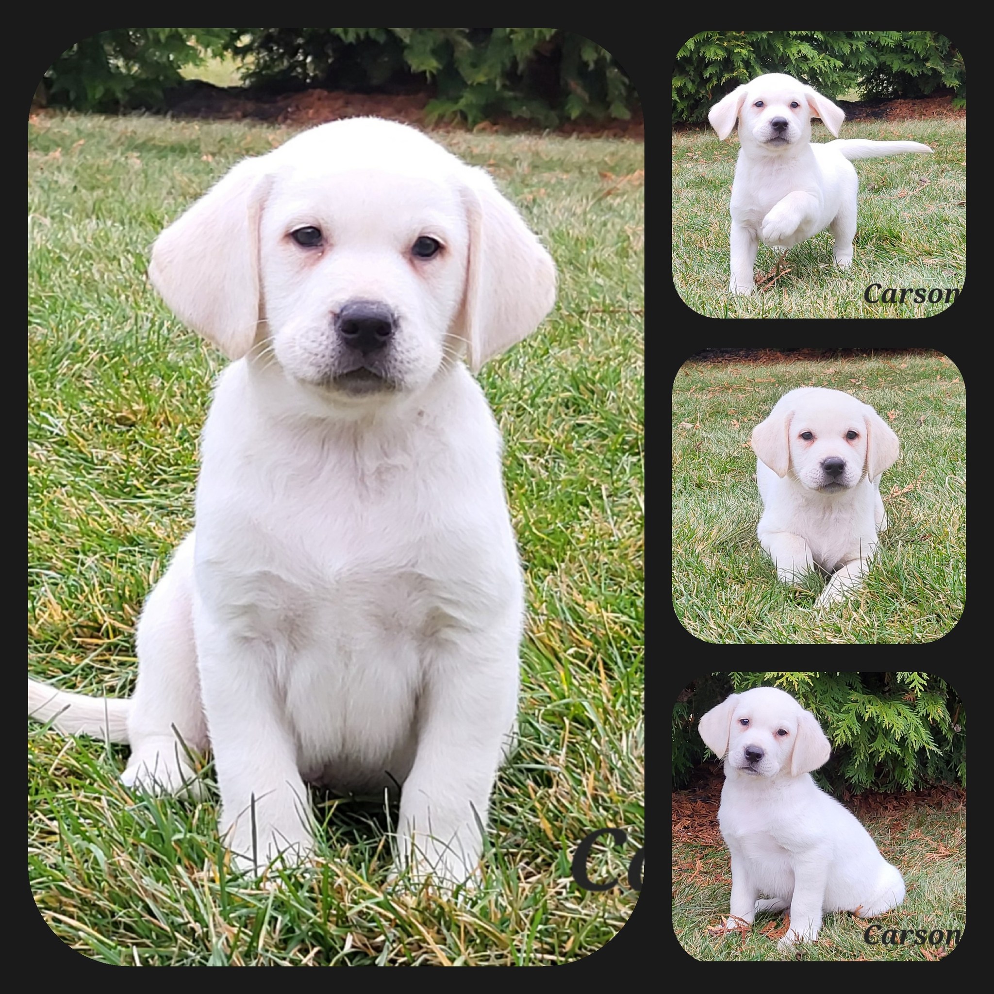 Crystal Acres Labrador... - Crystal Acres Labrador Retrievers