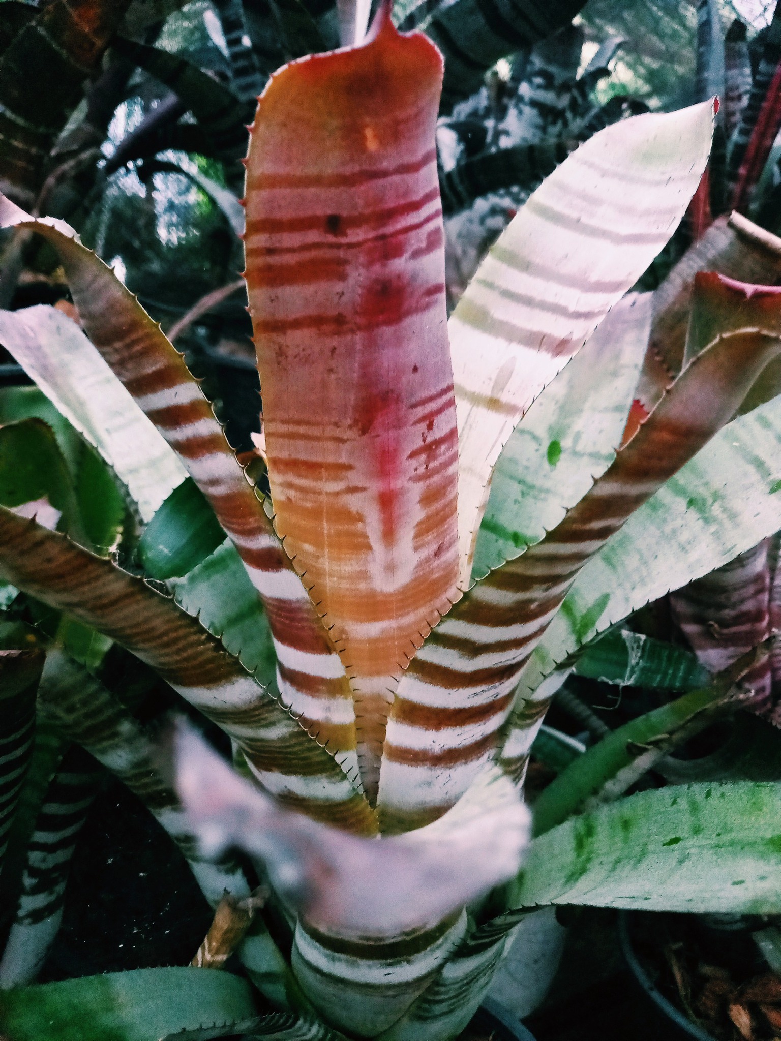 The rain is still falling lightlyAechmea Silver Top (Seeding) 💚