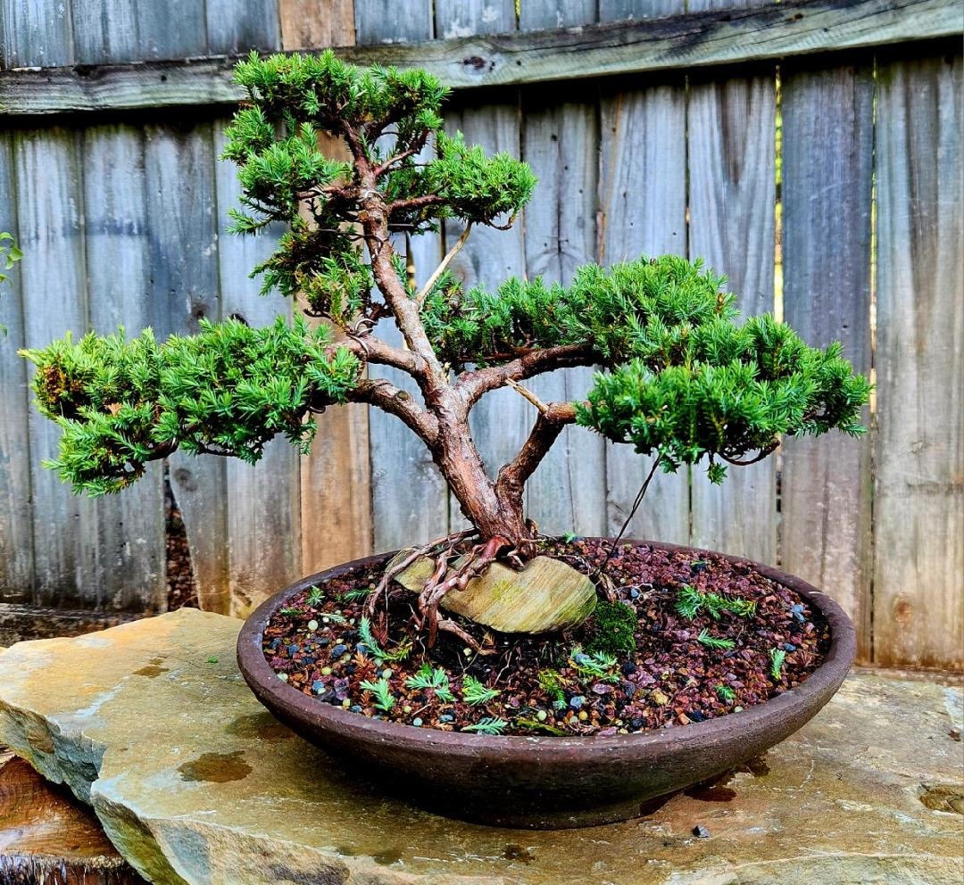 Mastering bonsai with Chinese Elm and Arborvitae 'Pancake'