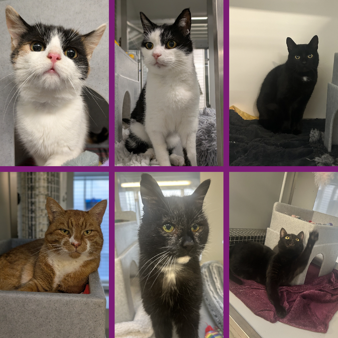 Northern Ireland Cat Centre... - Northern Ireland Cat Centre