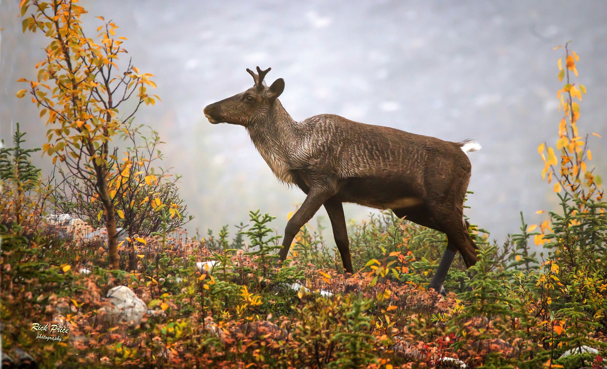 Nature - 📅 On December 17th, 2025, the Government of Alberta released a ...