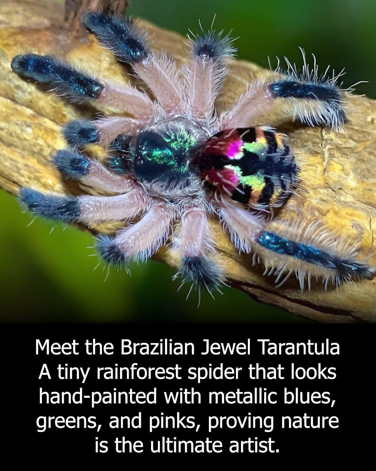Colourful Ecuadorian Amazon tarantula