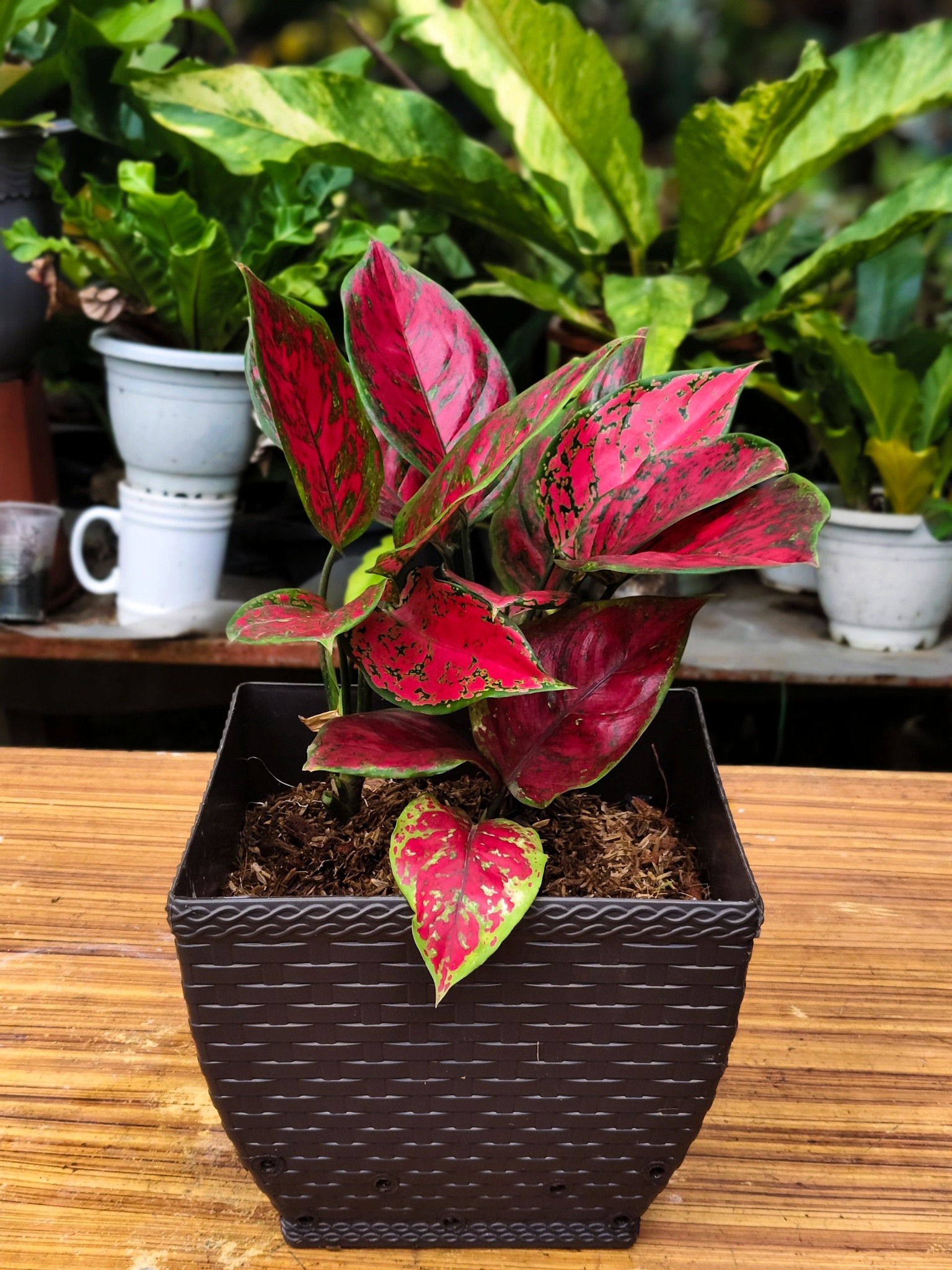 Growing strong, growing beautiful—Aglaonema Harley Quinn