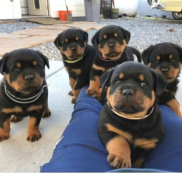Rottweiler Peru Lima 🇵🇪 | CACHORROS ROTTWEILER | Facebook