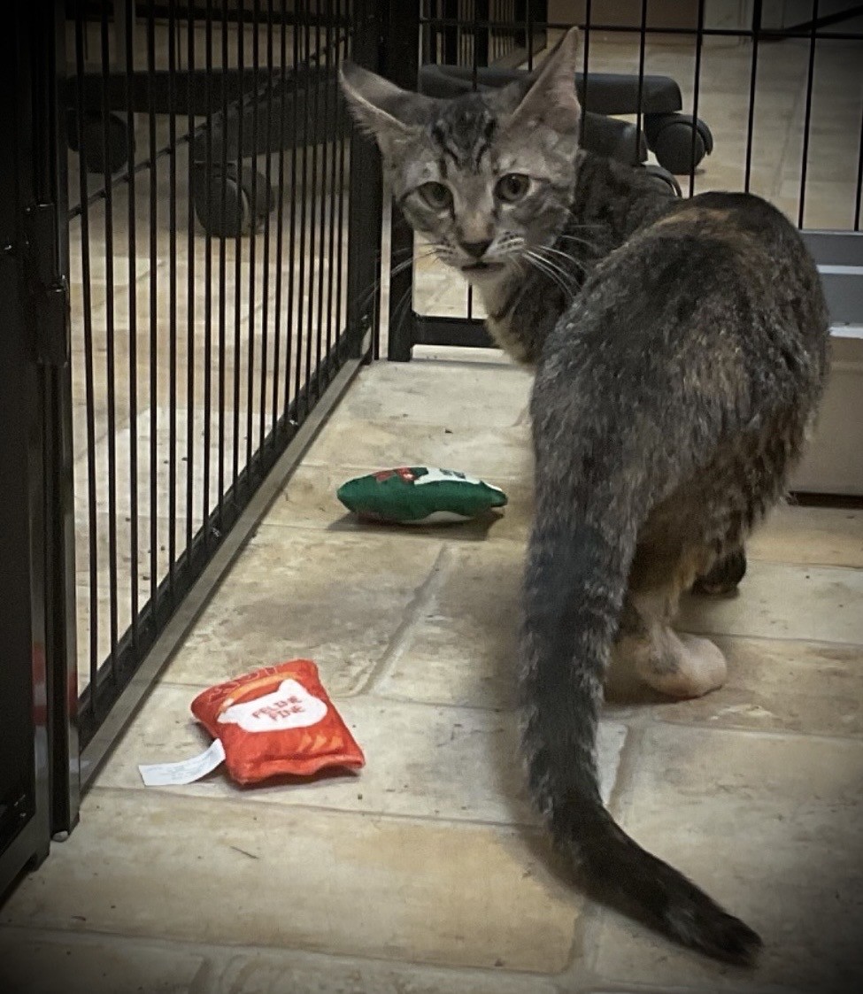 River - Were overjoyed to announce that our first adoption of 2026 is ...
