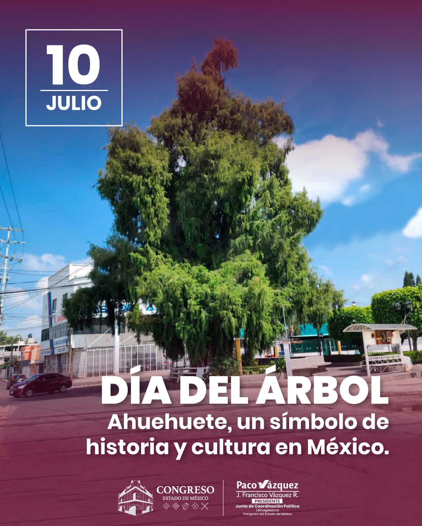 Paco - 🌳Los árboles son memoria y futuro al mismo tiempo. Por cada ...