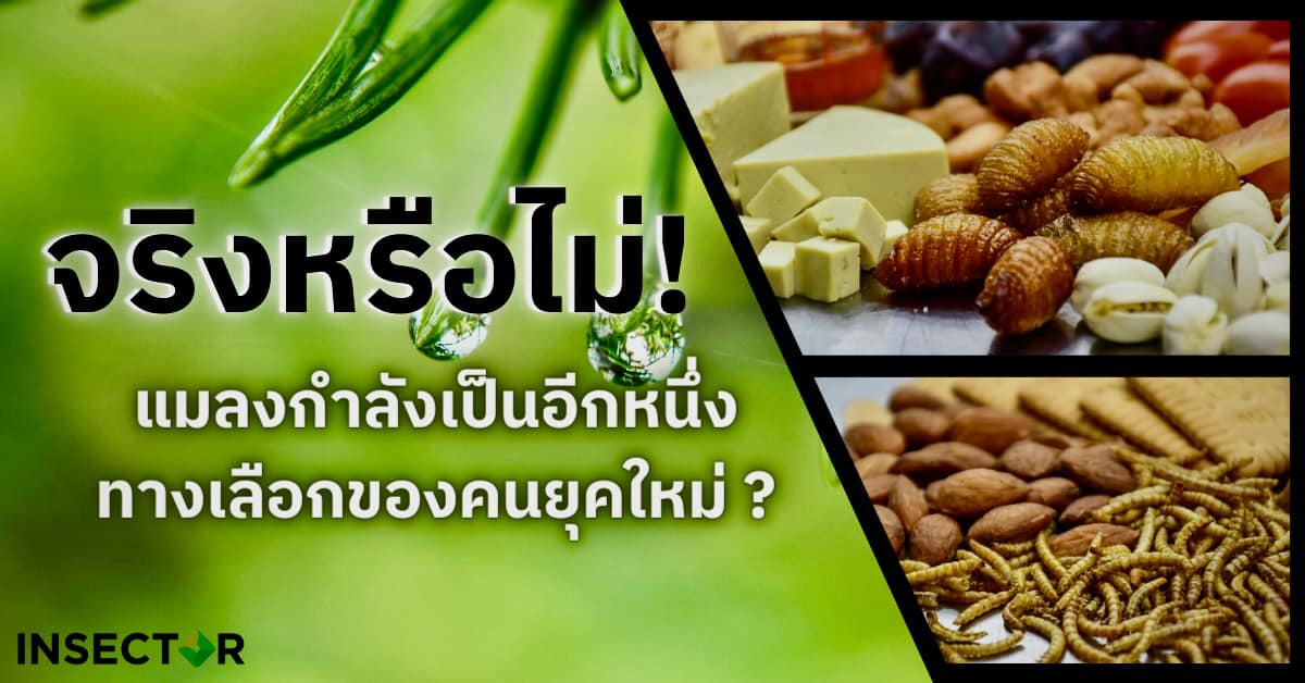 INSECTOR - จริงหรือไม่!...