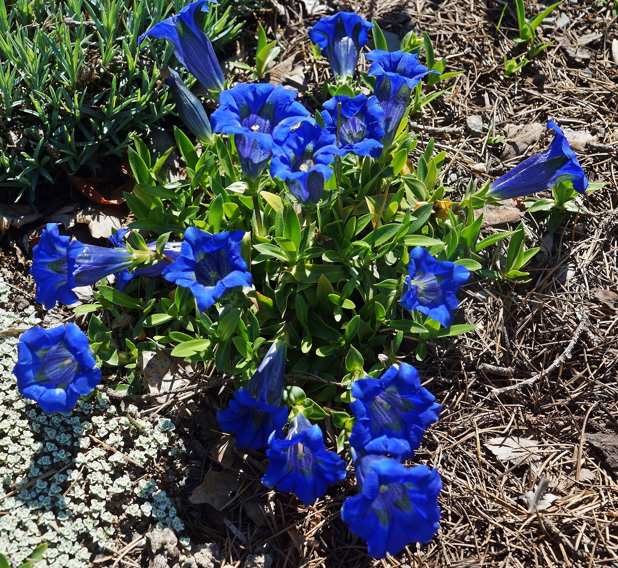Temuka Alpines | Temuka
