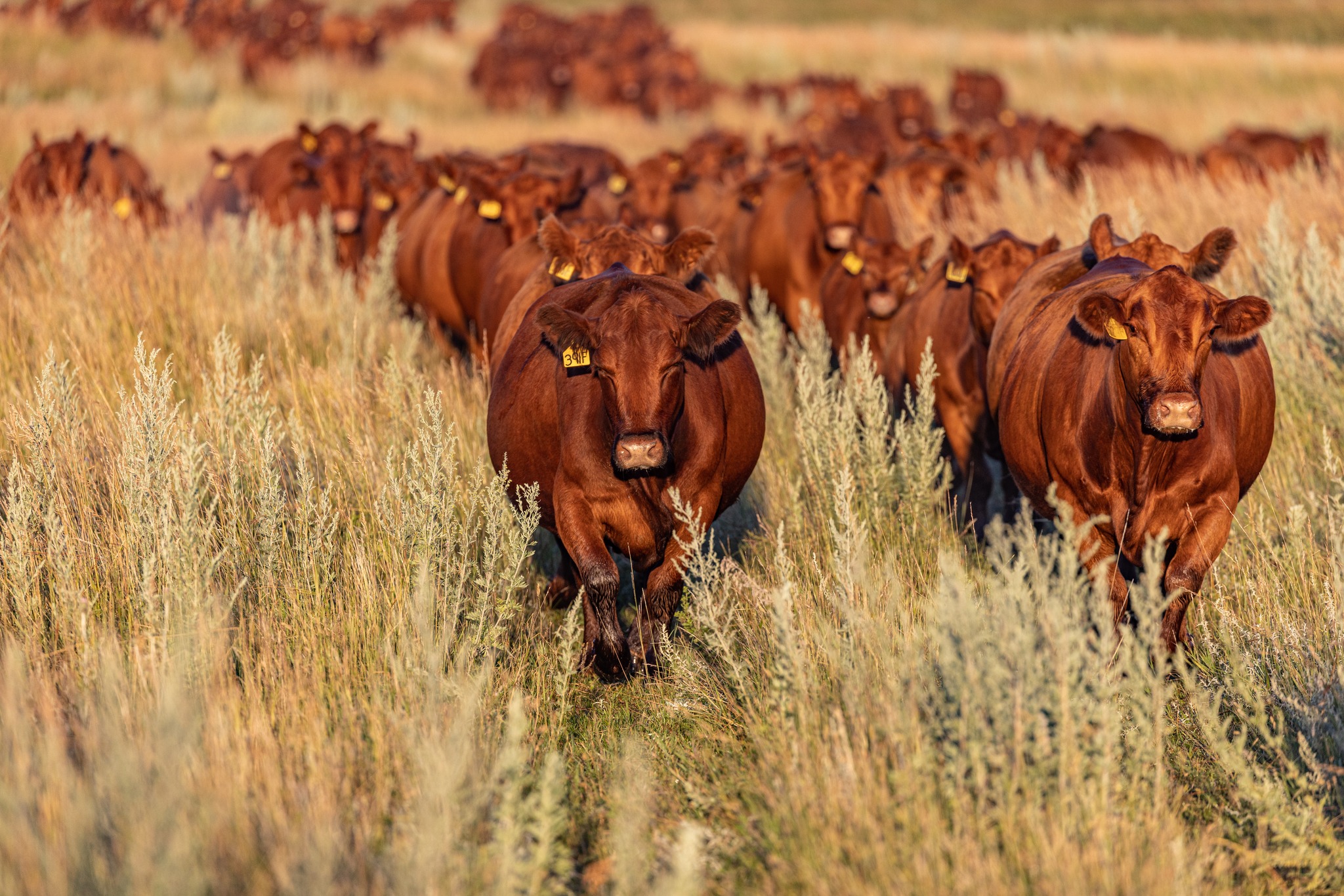 Bieber - THE VALUE OF DNA TESTING Dairy is gaining $100+ per animal ...