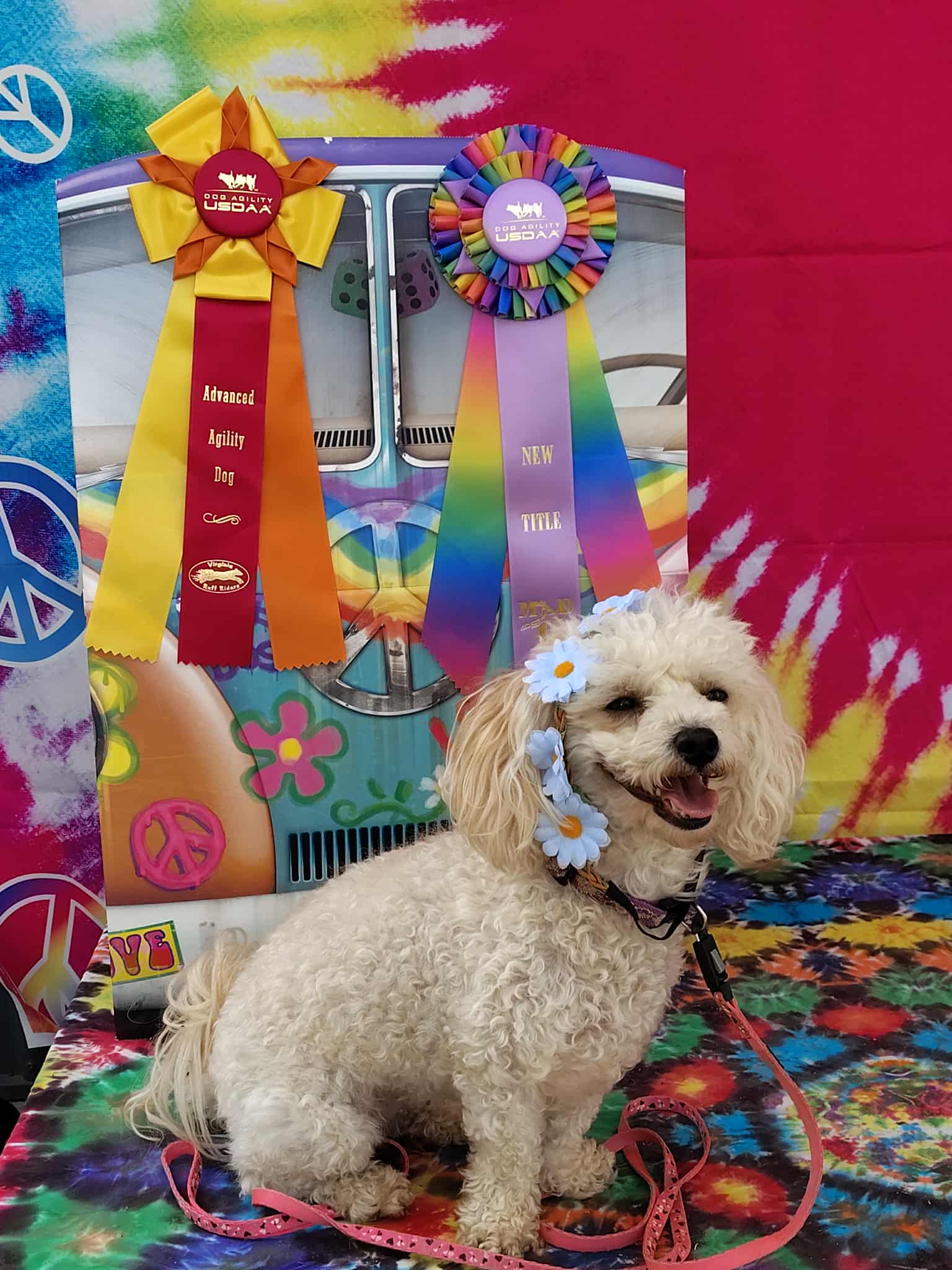 RUFF Agility | Palmyra VA