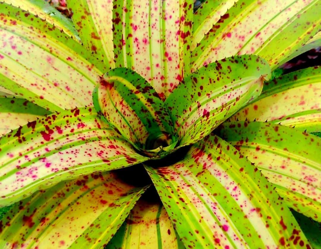 Neoregelia ROBERTO MENESCAL