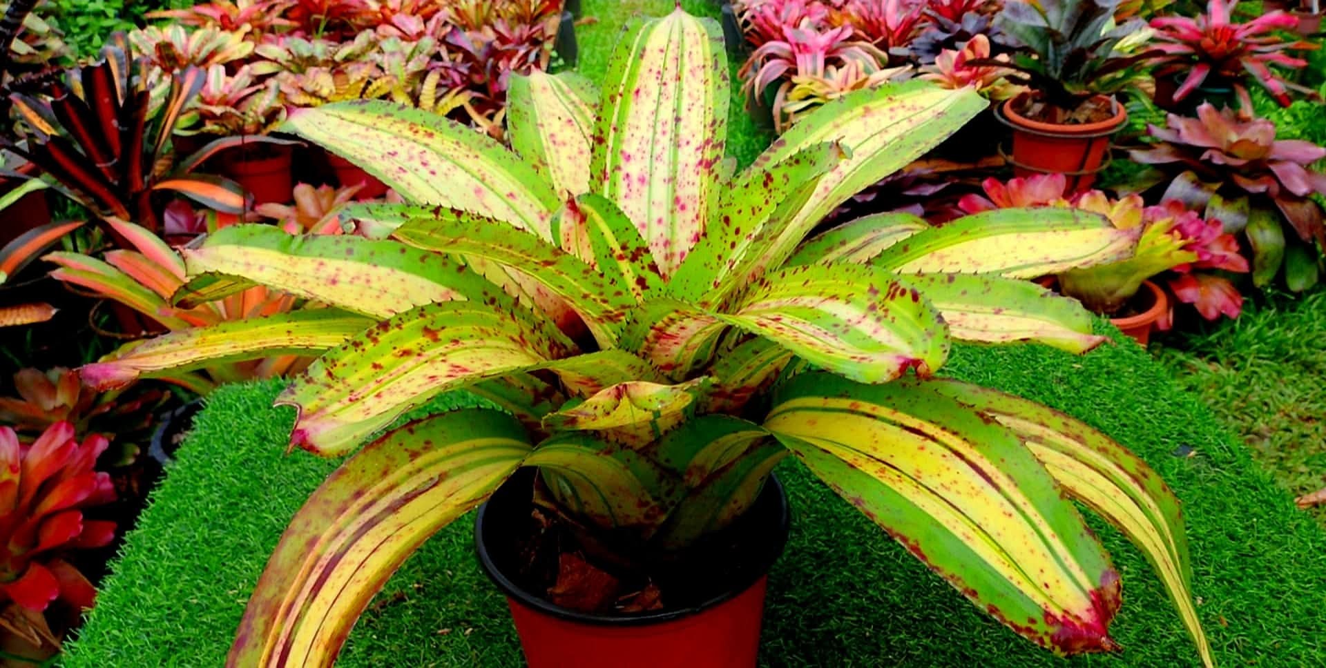 ブロメリア・エアープランツ Neoregelia Roberto Menescal Neoregelia ROBERTO MENESCAL