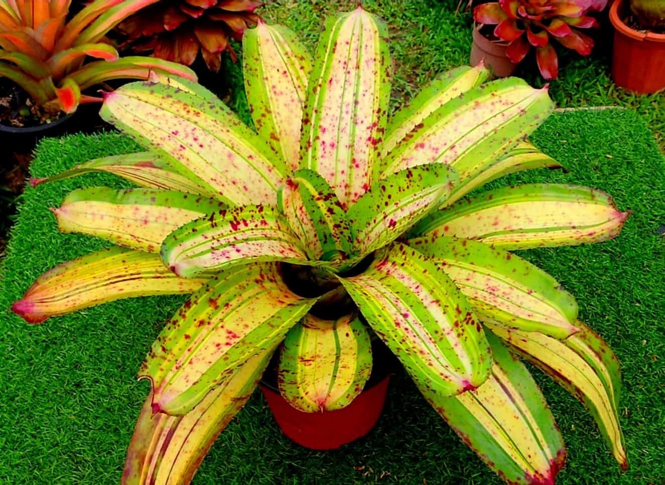 ブロメリア・エアープランツ Neoregelia Roberto Menescal Neoregelia ROBERTO MENESCAL