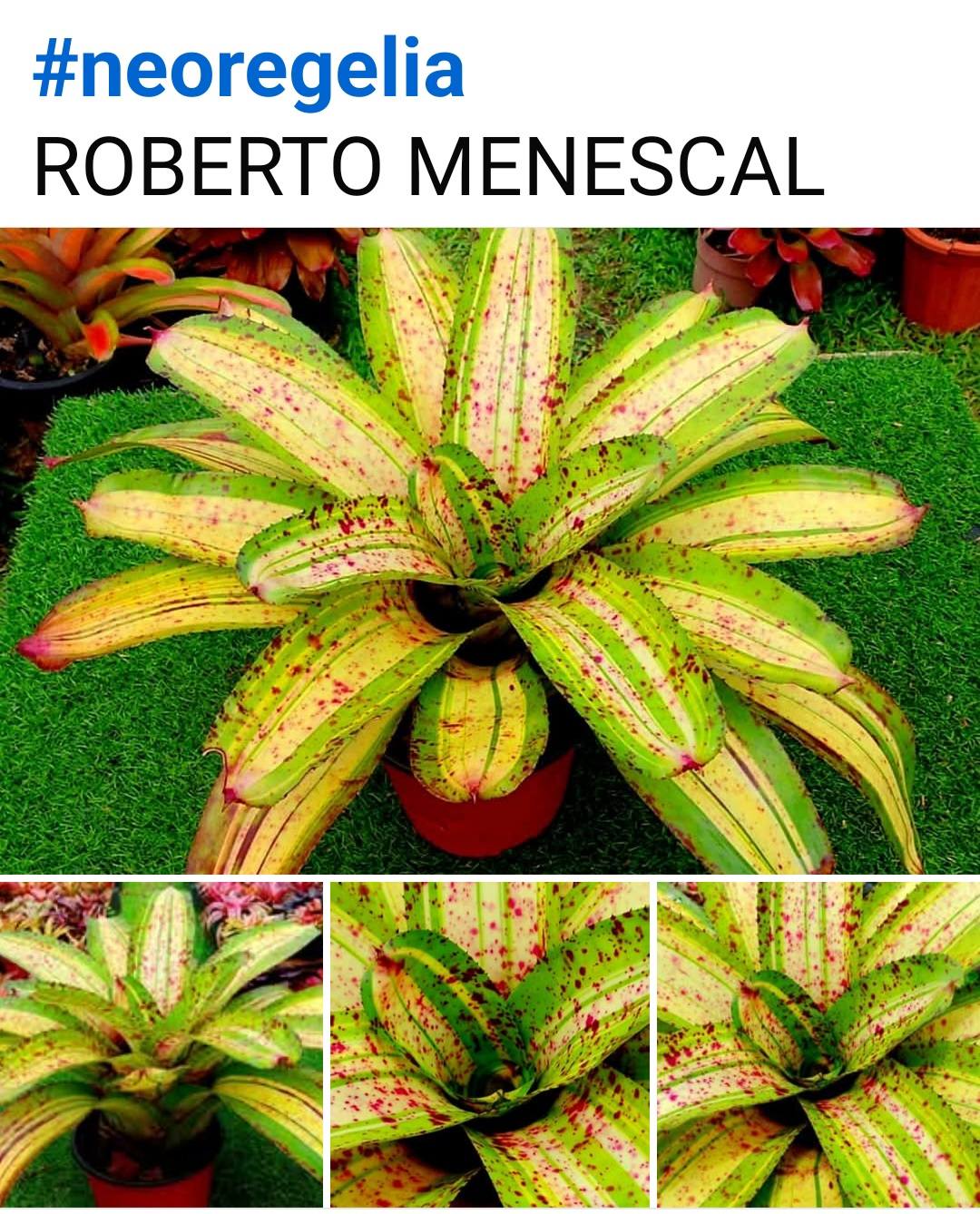 Neoregelia ROBERTO MENESCAL