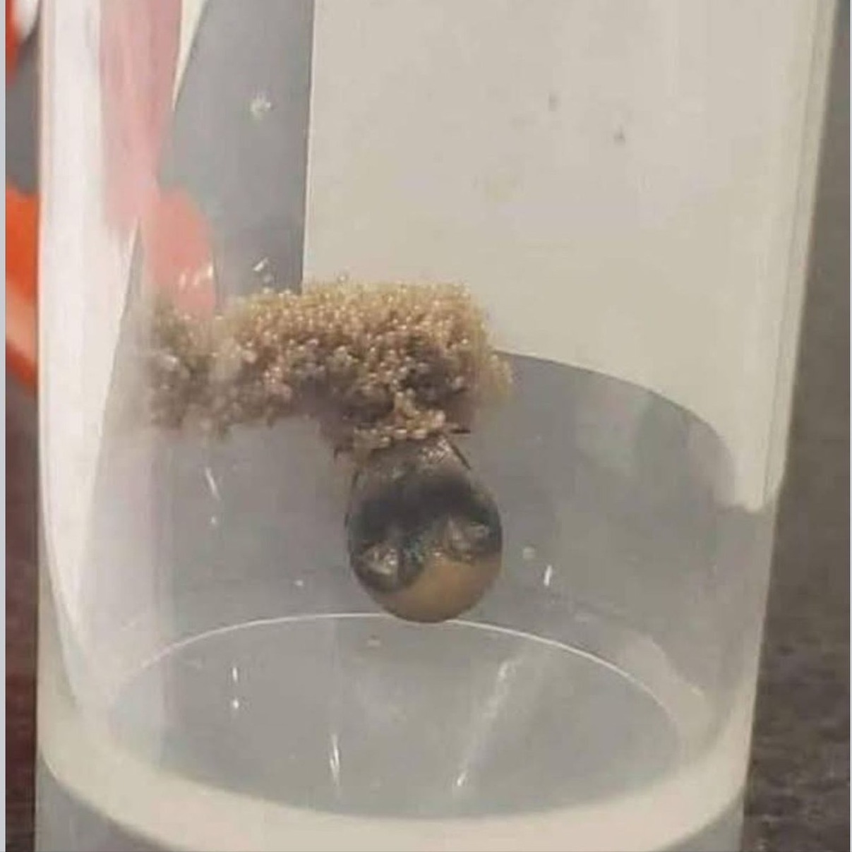 Agricultural - This tick has been on display for us to show people for ...