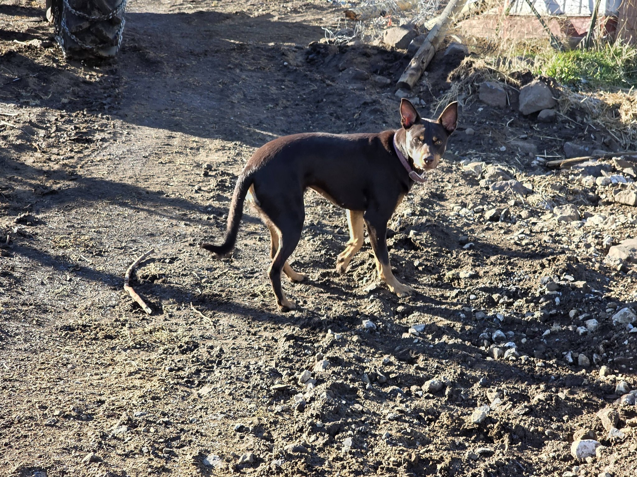 Wilhelm Ranch Dogs