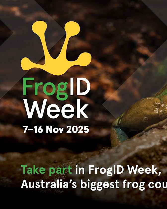 this should be... - Butterfly Conservation South Australia | Facebook