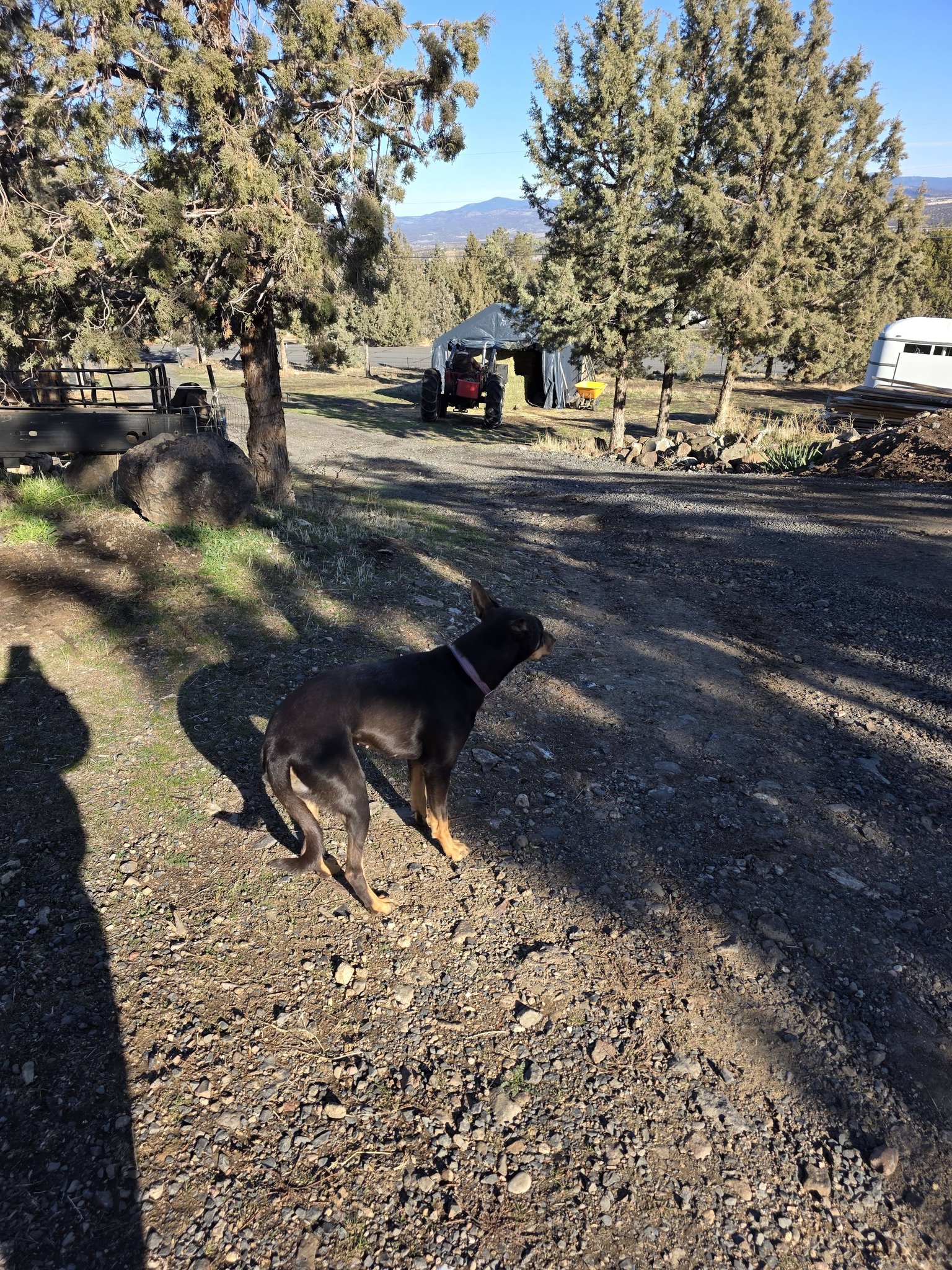 Wilhelm Ranch Dogs