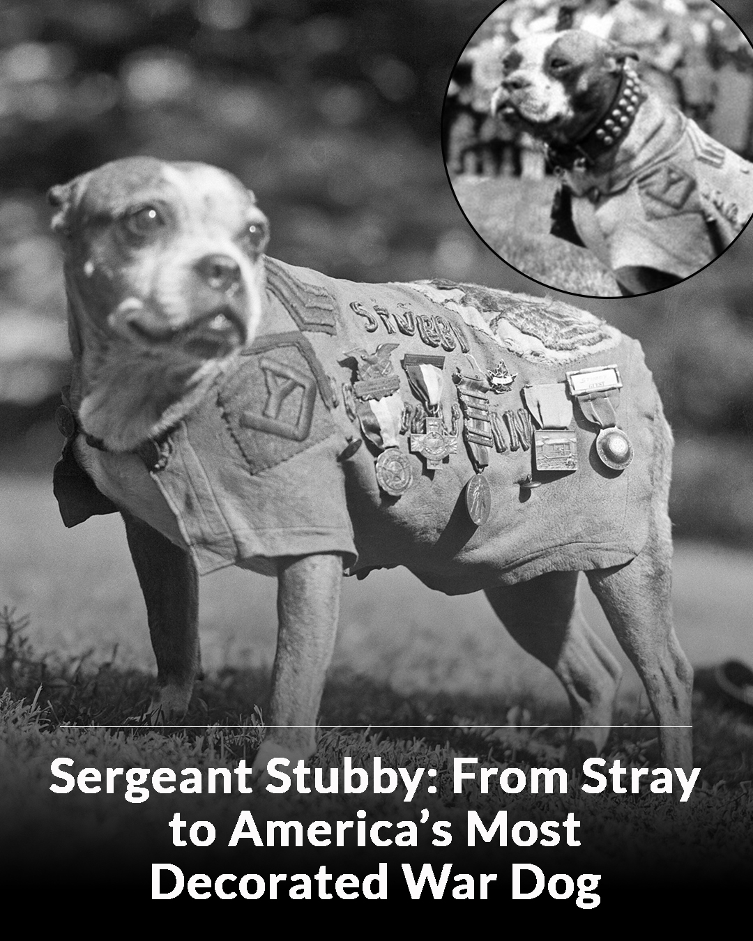 The Veterans - He didn’t have papers, training, or even a real tail ...