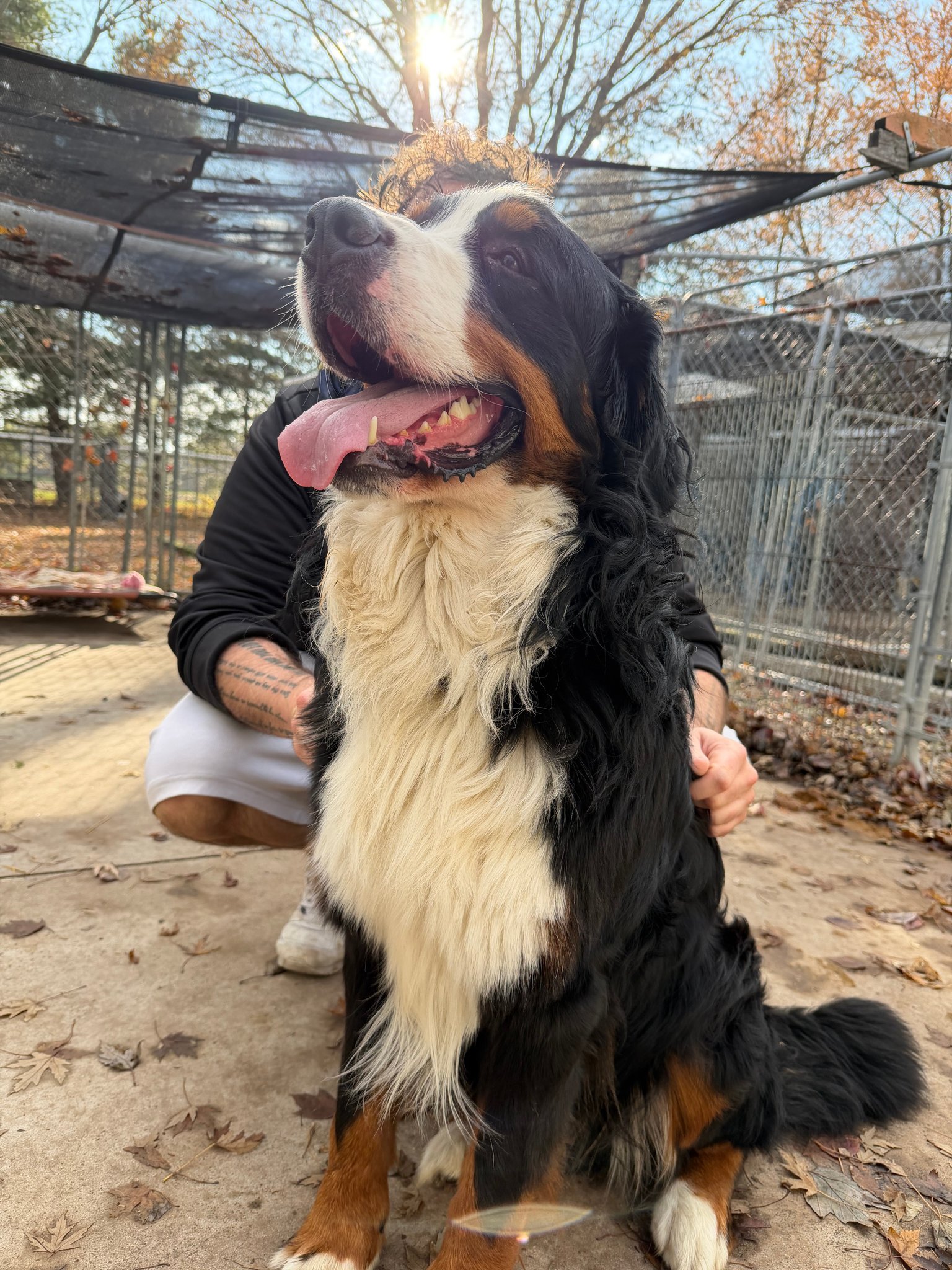 Ash is a 2yo male who... - SAMS Stray Animal Midway Shelter | Facebook