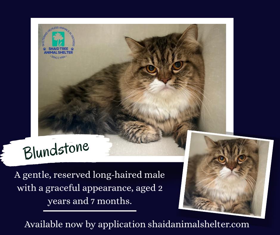 SHAID - Update: Adopted! 🐾Meet Blundstone🐾 Blundstone is a 2 years and ...
